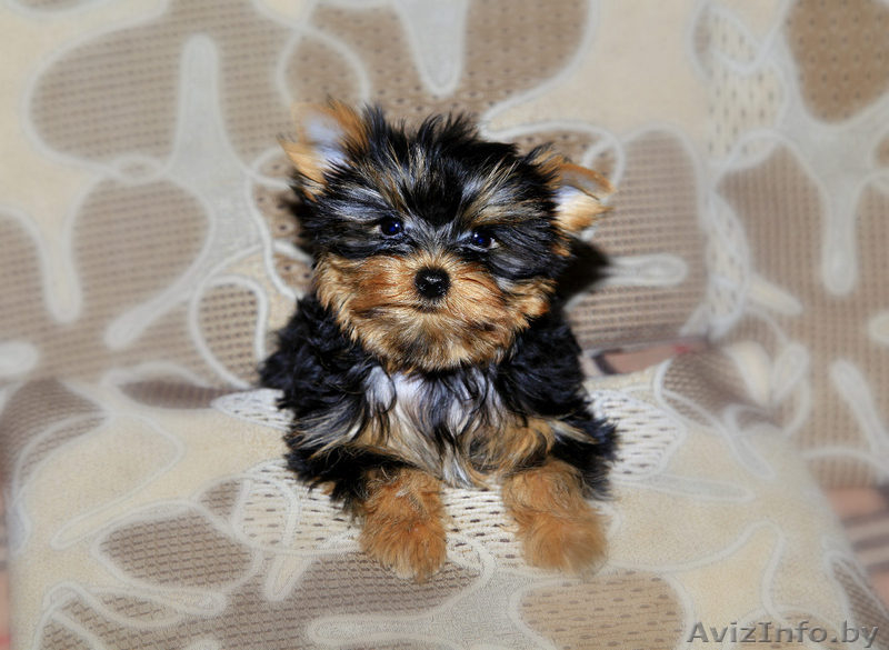  щеночки йоркширского терьера - Изображение #2, Объявление #1356992