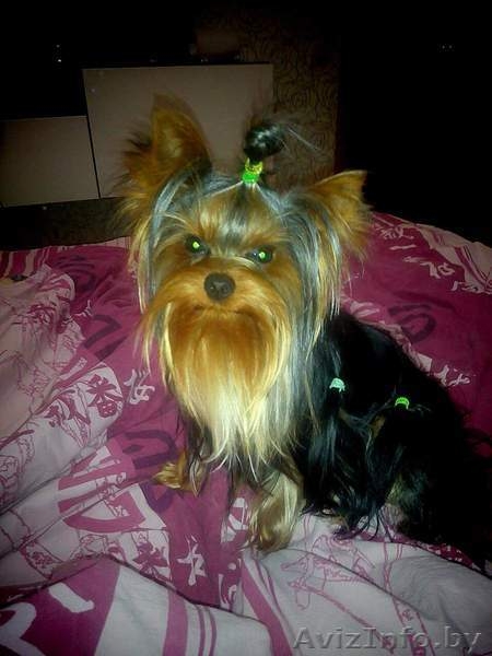 вязка йоркширского терьера в Орше - Изображение #4, Объявление #1356995