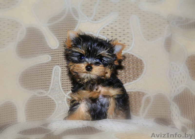  щеночки йоркширского терьера - Изображение #1, Объявление #1356992