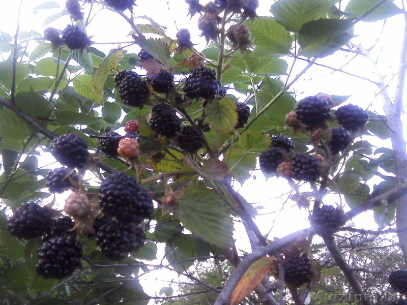 Распродажа саженцов плодово-ягодных из частного питомника - Изображение #1, Объявление #1396243