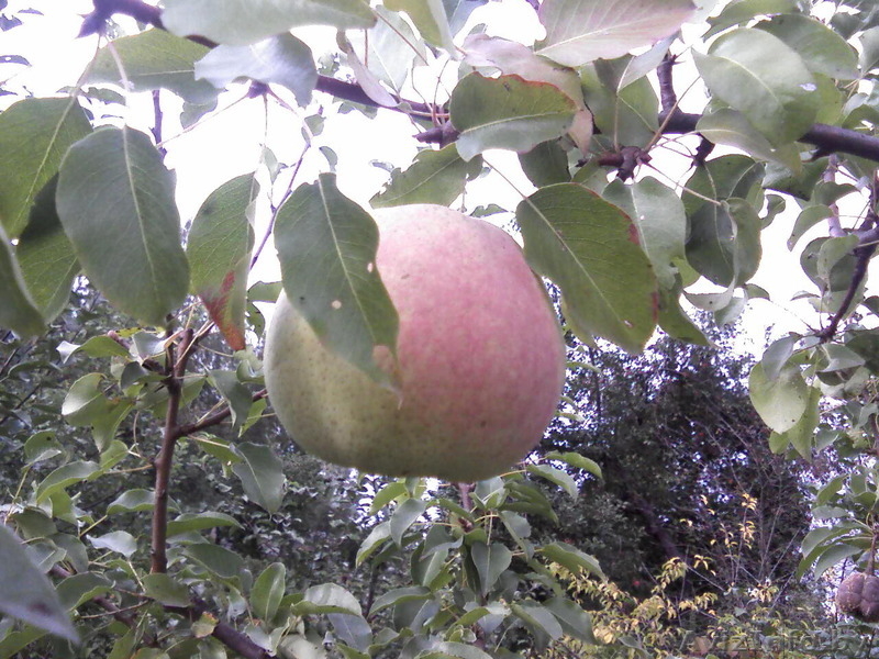 Распродажа саженцов плодово-ягодных из частного питомника - Изображение #2, Объявление #1396243