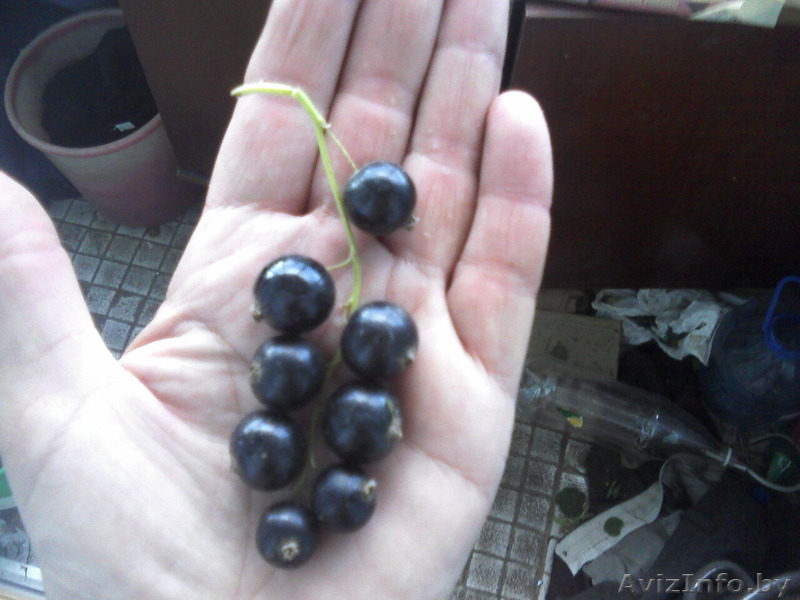 Распродажа саженцов плодово-ягодных из частного питомника - Изображение #3, Объявление #1396243