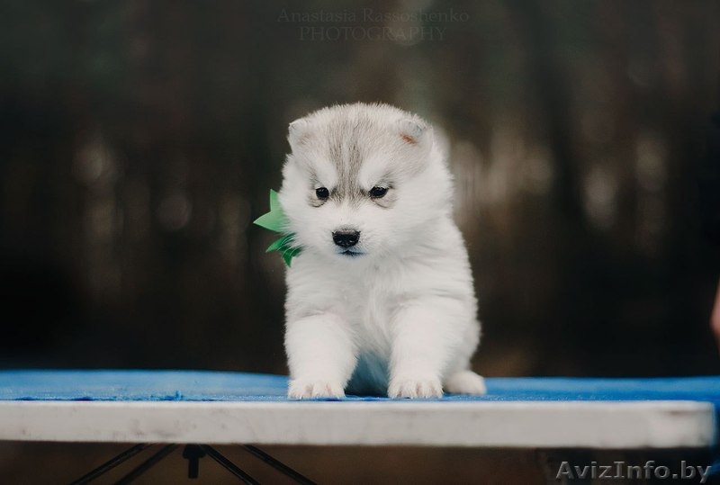 Щенки хаски  от шикарных родителй с шикарной родословной  - Изображение #1, Объявление #1566020
