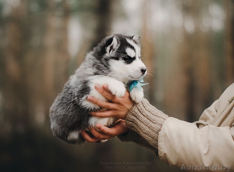 Щенки хаски  от шикарных родителй с шикарной родословной  - Изображение #3, Объявление #1566020