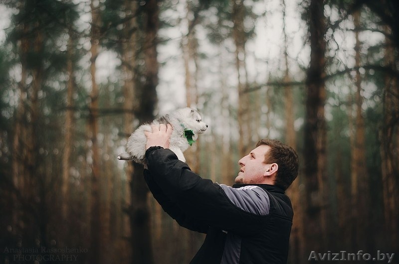 Щенки хаски  от шикарных родителй с шикарной родословной  - Изображение #2, Объявление #1566020