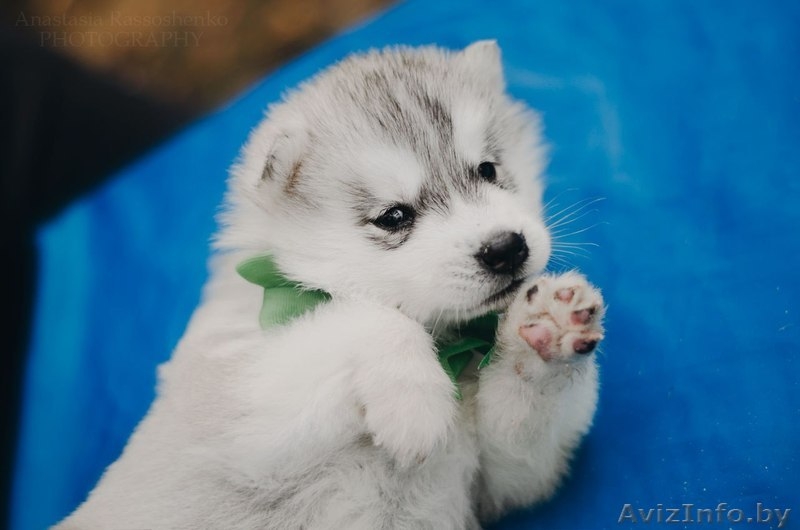 Щенки хаски  от шикарных родителй с шикарной родословной  - Изображение #4, Объявление #1566020