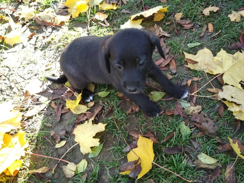 Щенки  - Изображение #1, Объявление #1590229