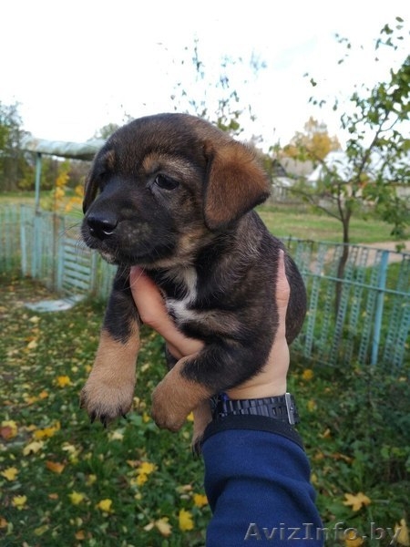 Щенки  - Изображение #2, Объявление #1590229