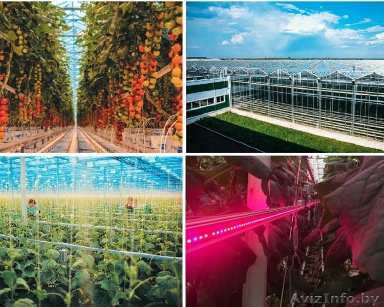 Овощевод - Изображение #2, Объявление #1635476