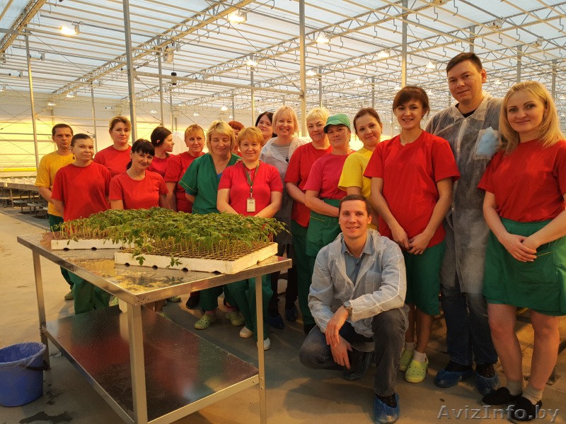 Овощевод - Изображение #1, Объявление #1635476